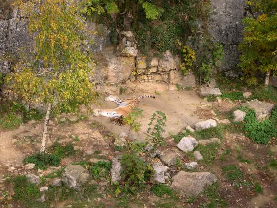  Tigre faisant la sieste (zoo de la citadelle)